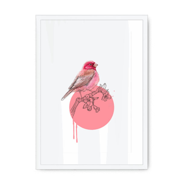 rose-finch-bird-wf-wm-12.png