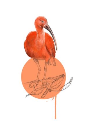 Scarlet Ibis Giclée Art Print