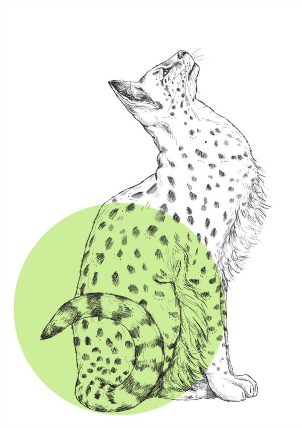 serval-matte-art-print-19847944274076-3.jpg