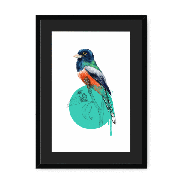 trogon-bird-bf-bm-15.png