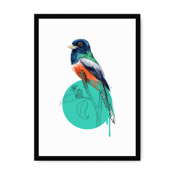 trogon-bird-bf-nom-17.png