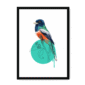trogon-bird-bf-nom-17.png