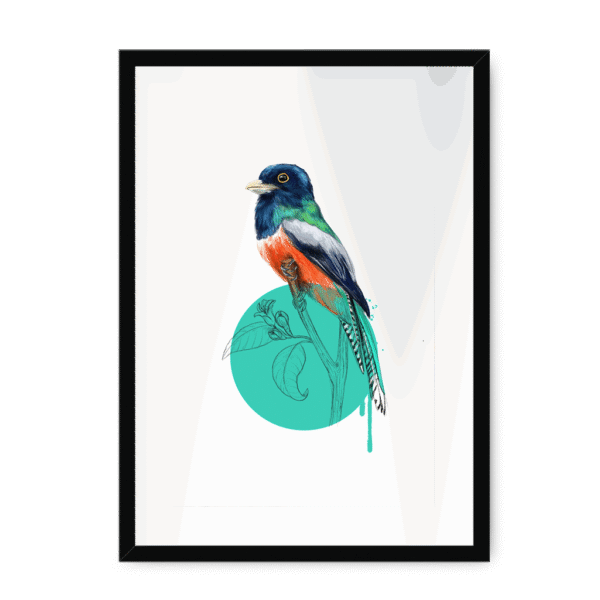 trogon-bird-bf-wm-14.png