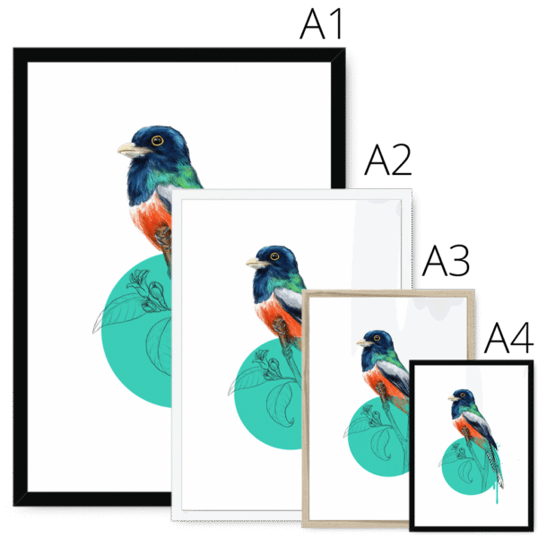 trogon-bird-four-sizes-3.png