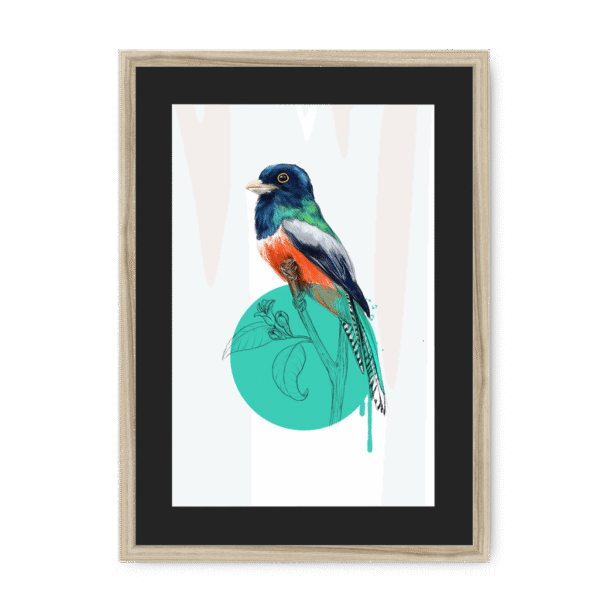 trogon-bird-nf-bm-14.png