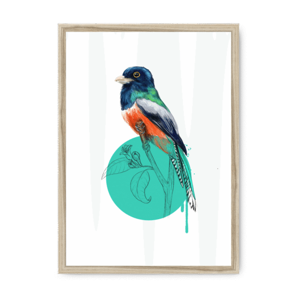 trogon-bird-nf-nom-19.png