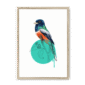trogon-bird-nf-nom-19.png