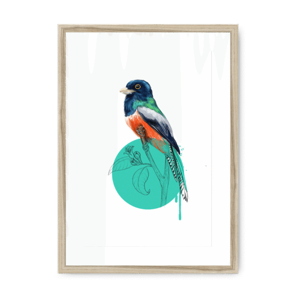 trogon-bird-nf-wm-14.png