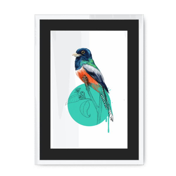 trogon-bird-wf-bm-14.png