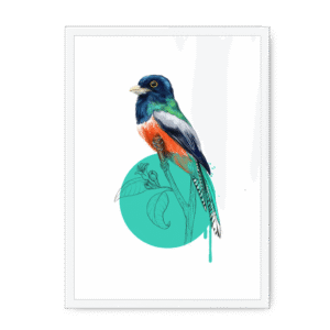 Blue Crowned Trogon Framed Print
