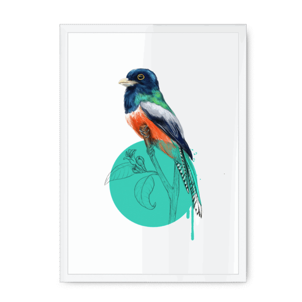 trogon-bird-wf-nom-21.png