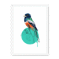 trogon-bird-wf-nom-21.png