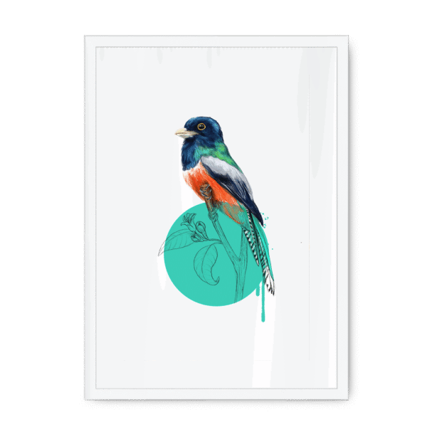 trogon-bird-wf-wm-14.png
