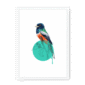 trogon-bird-wf-wm-14.png